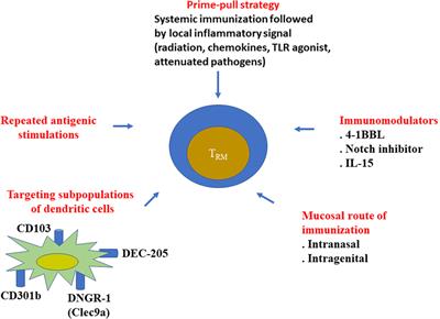 Targeting Resident Memory T Cells for Cancer Immunotherapy